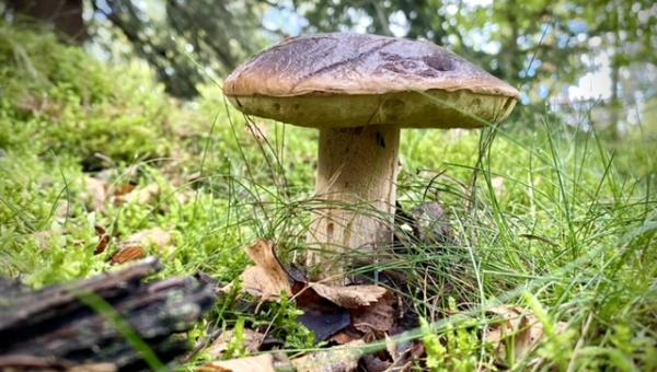 Pilz - Bild: Sabine Meier