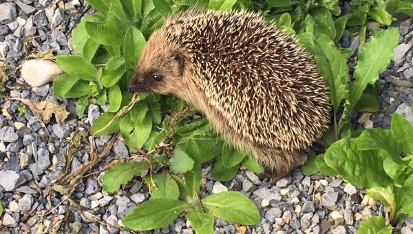 Igel