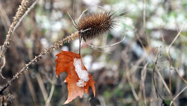 Winterlicher Garten