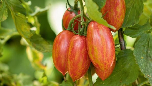 Tomate Candy Sweet Jcicle, Bild von Martin Studer