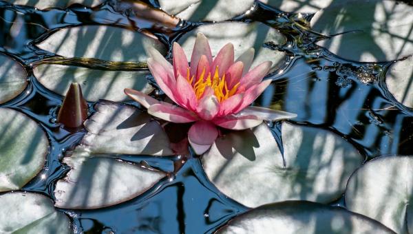 Seerose Nymphaea odorata, Bild von Benedikt Dittli