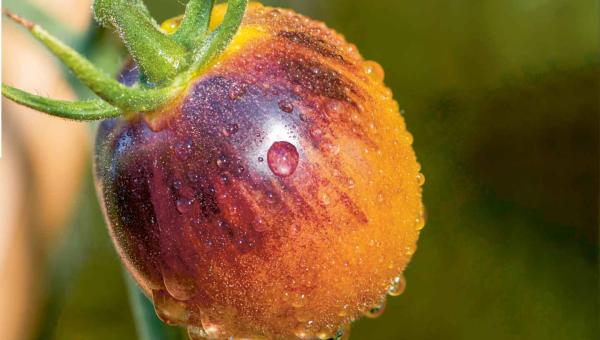 Orange Tomate im Biogarten