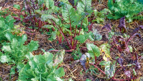 Gemüse-Mischkultur im Biogarten
