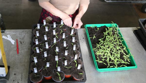 Tomatenseltzlinge pikieren ist Handarbeit