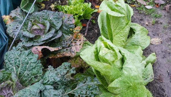 Kohl, Salat bei Ursula