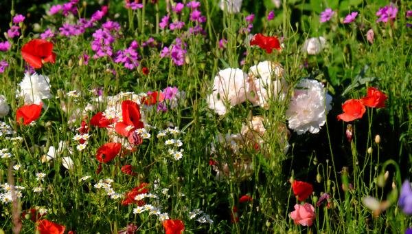 Eine Freude für die Bienen und unser Auge