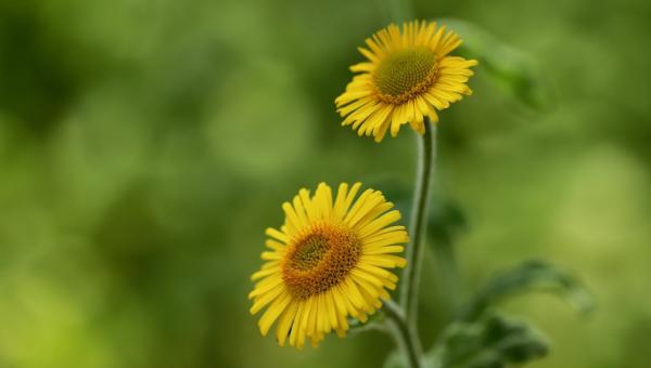 Flohkraut, Bild von Nennieinszweidrei auf Pixabay