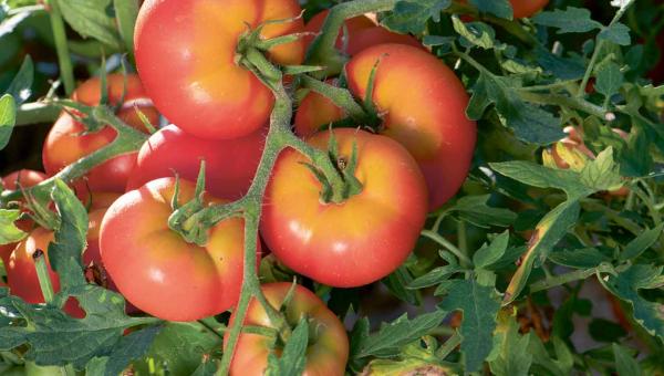 Tomaten, bereit zur Ernte