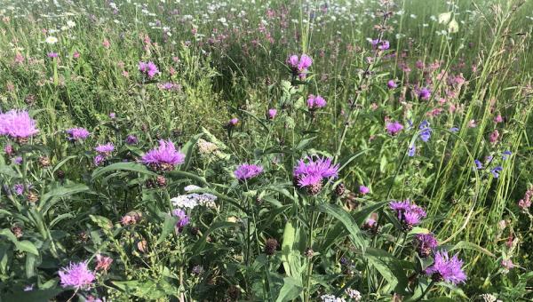 Blumenwiese