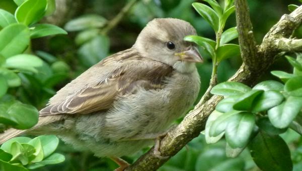 junger Spatz im Garten, Foto Nicole Angst