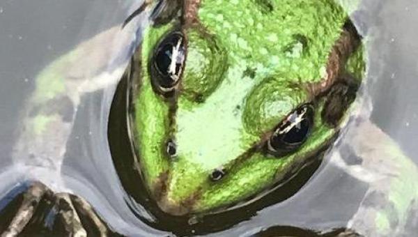 Frosch