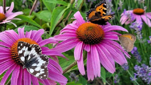 l'autre jardin