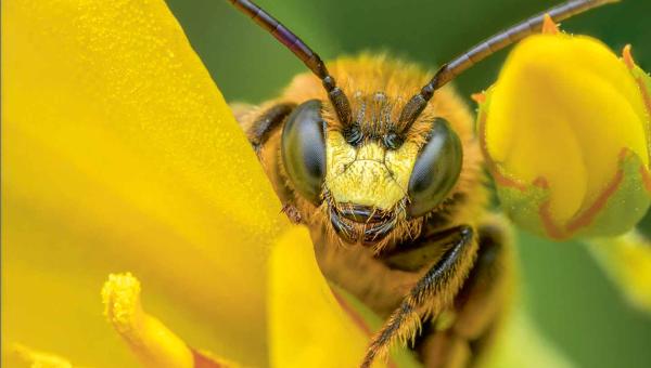 Wildbiene auf gelber Blüte
