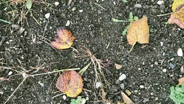 Humose Erde im Biogarten