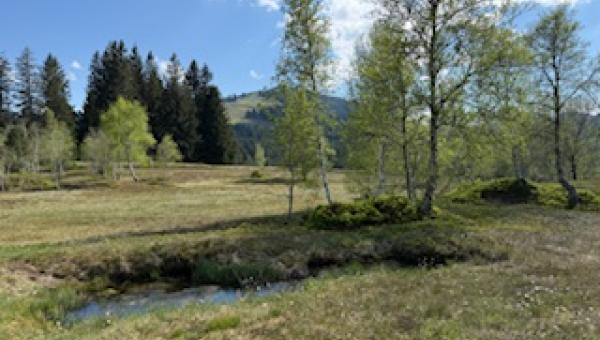 Frühling im Moor