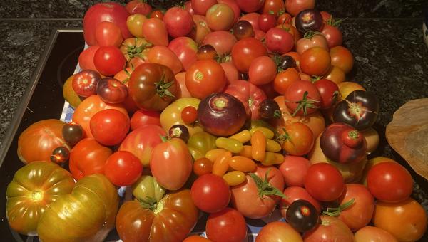 Privatfoto - Tomaten-Ernte