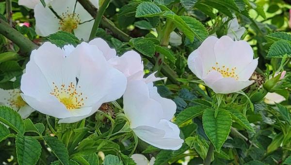Flaum-Rose, Bild Copyright AstrantiAs