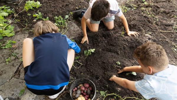 Kartoffelernte im Schulgarten, Bild von Gabi Vogt