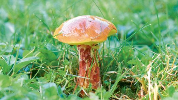 Pilz im Garten