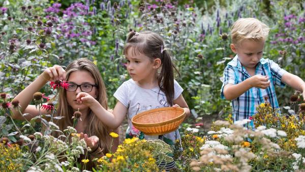 Teekräuter ernten im Gartenkind-Garten
