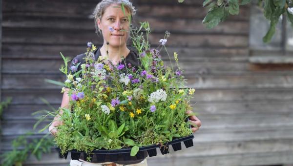 Jungpflanzen für Blumenwiese von der Biogärtnerei Flora di Berna, Bild von Nina Baumann