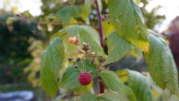 Himbeere, Foto von Ursula