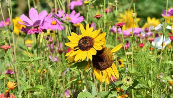 Sonnenblumen und Cosmea