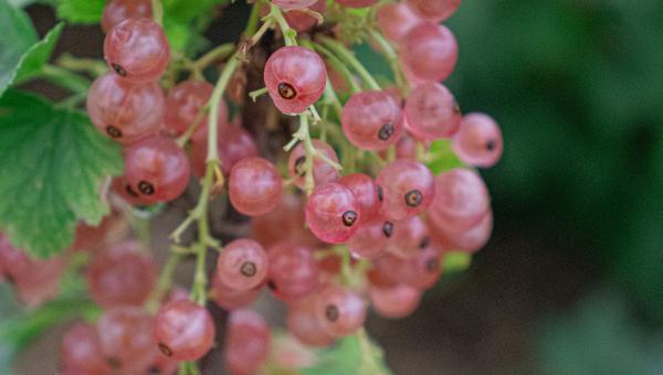 zvg Ribes Rubrum Gloire Des Sablons