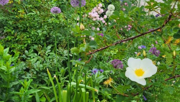 Naturgarten im Frühling, Priska Rusterholz