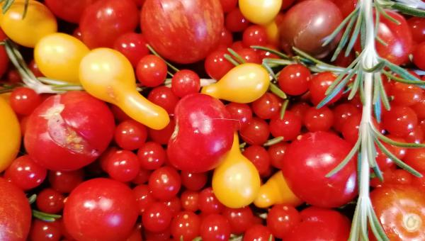 diverse Tomaten, Priska Rusterholz