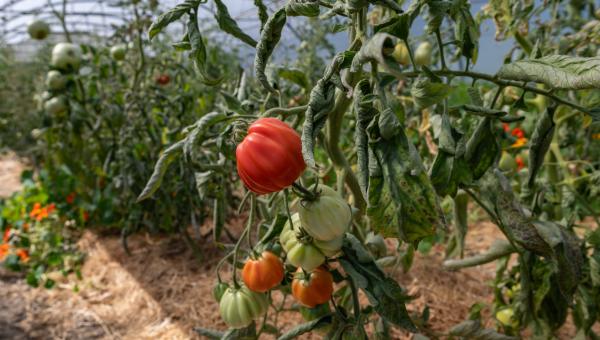 Biohof_Chrutig-Tomate