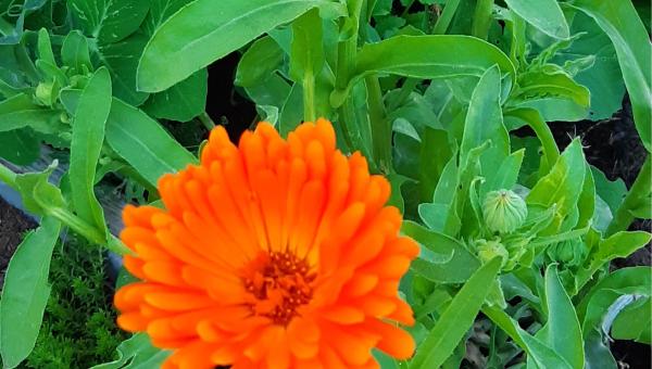 Ringelblumen, Priska Rusterholz