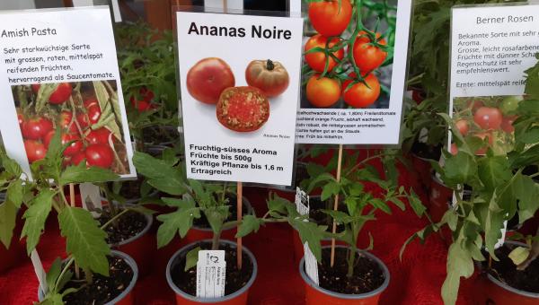 Tomatensetzlinge, Fotografin Nicole Angst