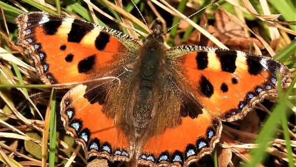 Schmetterling, Fotografin Brigitte Balz