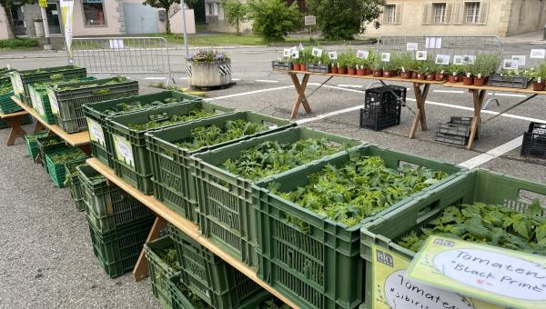 https://www.bioterra.ch/sites/default/files/2026-04/Foto%20Setzlingsmarkt.jpeg