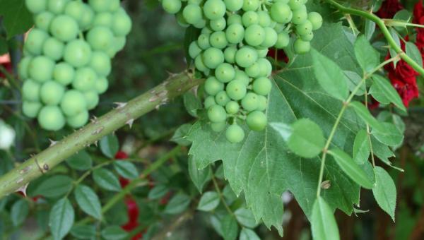 https://www.bioterra.ch/sites/default/files/2026-04/Neue%20Sch%C3%A4dlingeI.verkleinertMG_0393%20%28002%29.JPG
