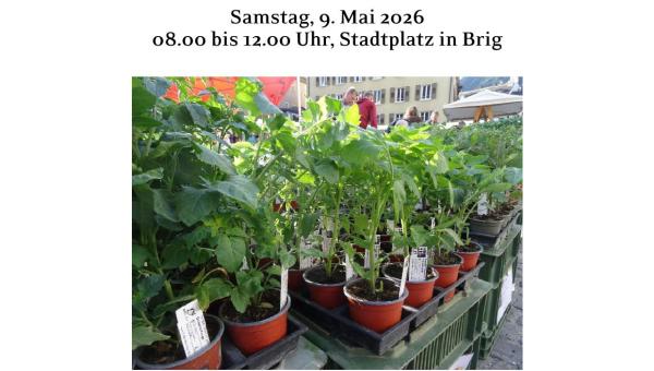 Plakat zum Briger Setzlingsmarkt 2026