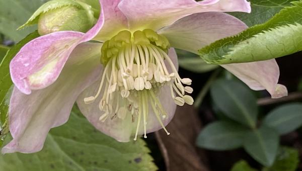 Gartenbesichtigung Bioterra, Foto Sabine Meier