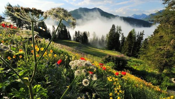 Alle Rechte vorbehalten von Schatzalp_Davos