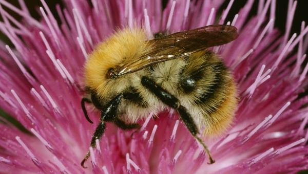 Ackerhummel, Bild von Albert Krebser
