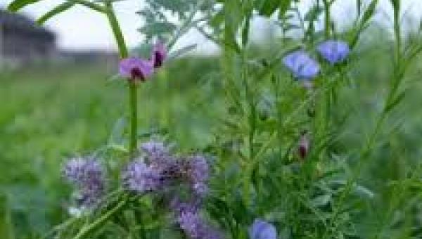 Astera Gründüngung von Sativa