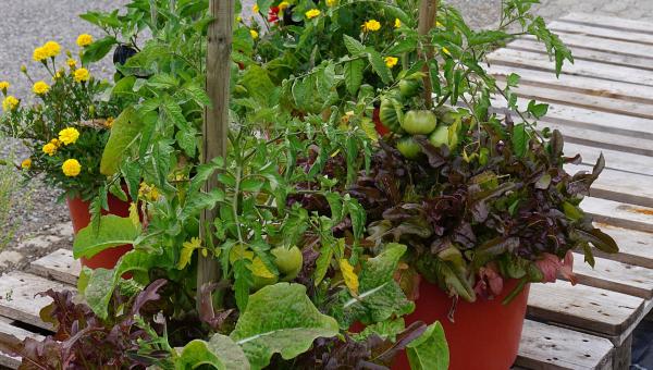 Gemüse und Blumen in Pflanzsäcken